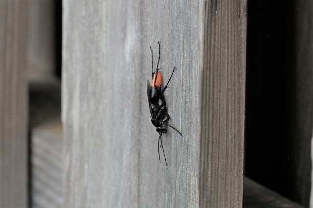 狩り蜂 ３種 21 8 31 ツマアカクモバチ クロアナバチ オオフタオビドロバチ 舞岡公園の自然２