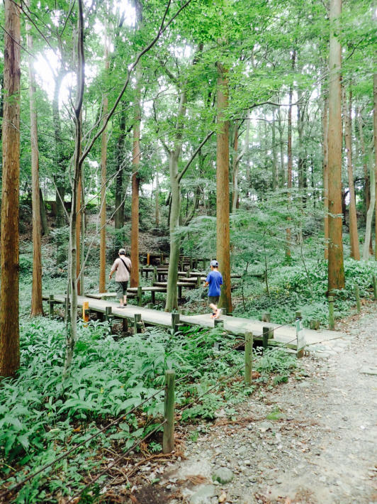 【自然散策日記】21世紀の森と広場＠松戸で出会った、日本人に大切な植物たちと文化_e0397681_06333415.jpg