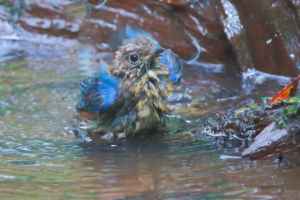 オオルリの幼鳥の水浴び_e0413627_17451857.jpg
