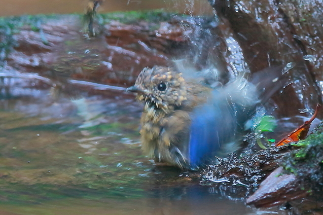 オオルリの幼鳥の水浴び_e0413627_17453215.jpg