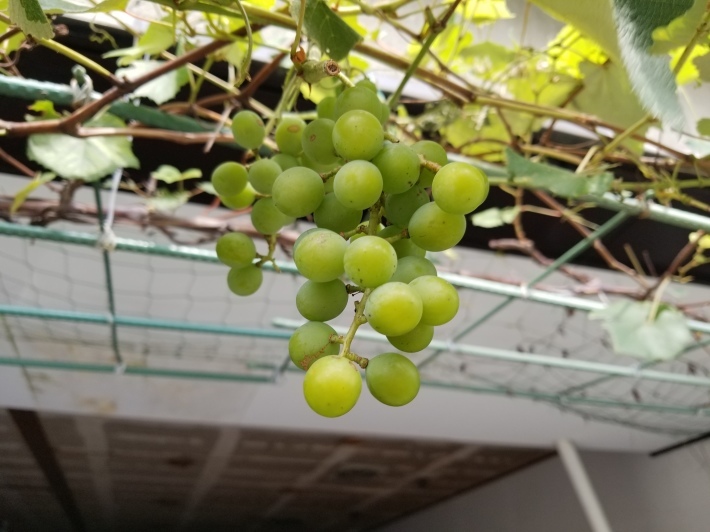 ペシャワール会は健在! 中村哲に聴く_e0016828_11342086.jpg