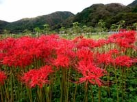 熊野の晃　　　　　　　　　　No.2118_d0103457_10111550.jpg