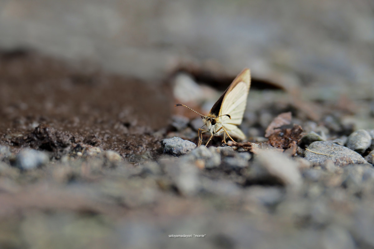 ORAGA里山のCompadre,ギンイチモンジセセリ(2021/08/Late)_d0387460_11554937.jpg