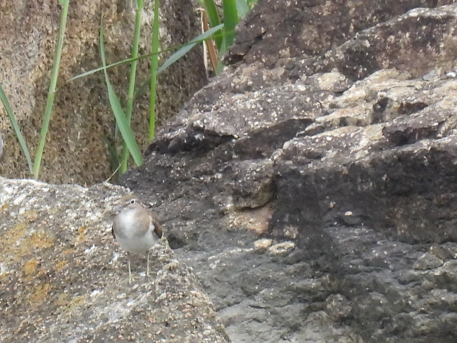 ★先週末の鳥類園(2021.8.28~29)_e0046474_23125102.jpg
