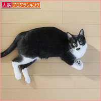 3色せいぞろい_a0389088_18422263.jpg