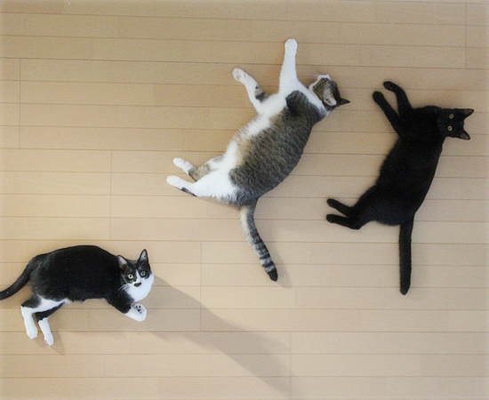 3色せいぞろい_a0389088_18422264.jpg