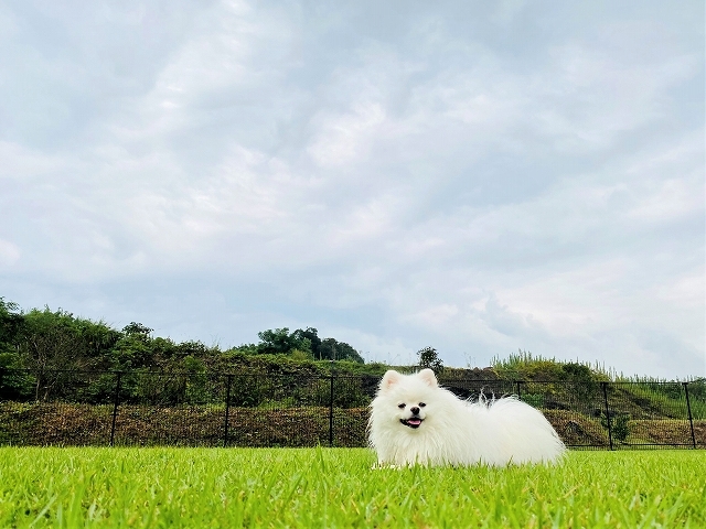 当然、こうなる_d0360206_19492070.jpg