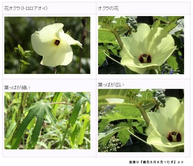 なんの花 2 花輪次女 恭子 江鷹会の応接室 なんの花 2 花輪次女 恭子 江鷹会の応接室
