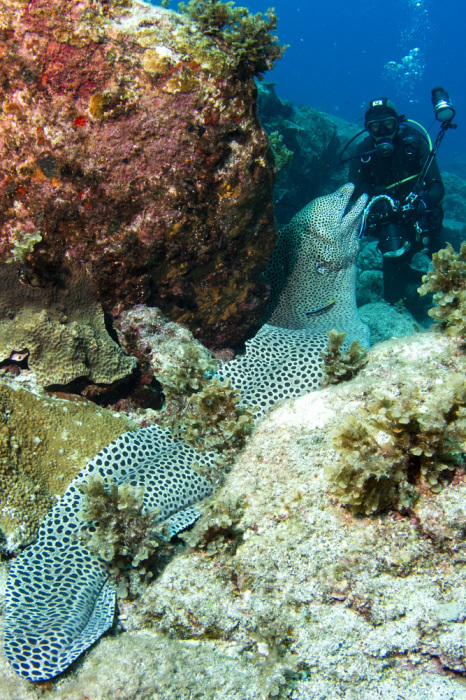 真夏の海中！サンゴのスリックやら巨大なニセゴイシウツボやら。_b0186442_08210728.jpg
