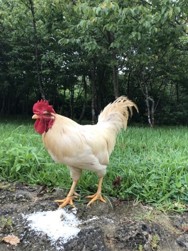 Kokko is gone._c0153966_21493767.jpeg