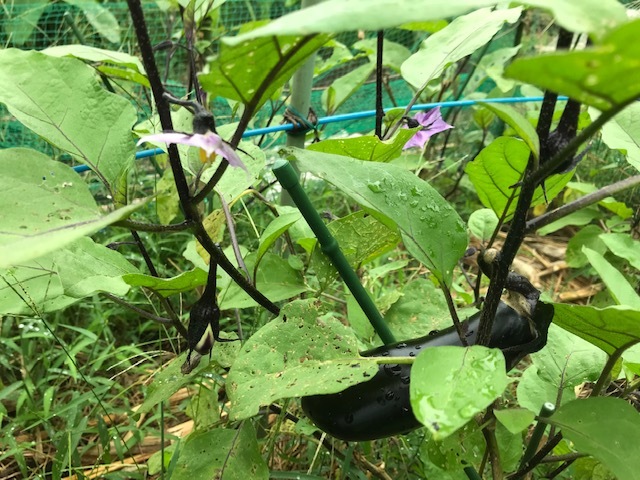 気温低下で1回目のニンニクの植え付け9・1_c0014967_05534828.jpg