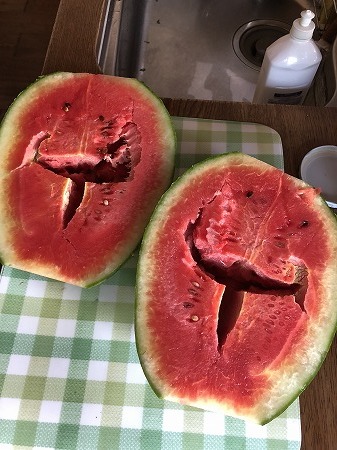 野菜作り・・今年のマダーボールスイカ。_d0251572_21410516.jpg