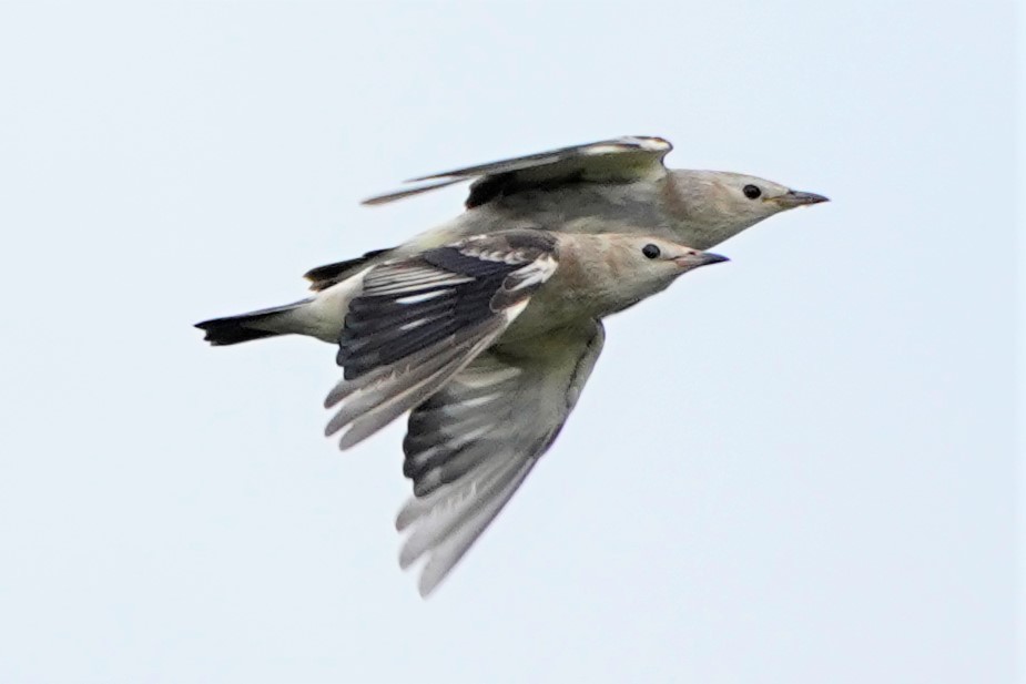 ★ちょこっと野鳥情報、クサシギが飛来しました!(2021.9.1)_e0046474_16102869.jpg