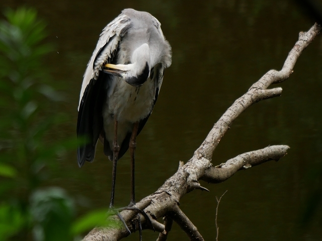 アカボシゴマダラ蝶の産卵_d0088184_22071914.jpg