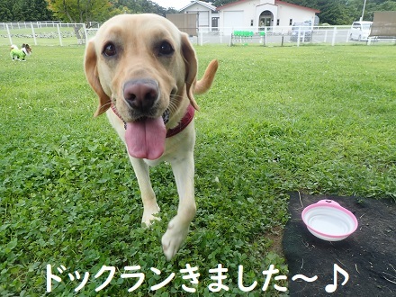 平和なドックラン。_c0182012_15101871.jpg