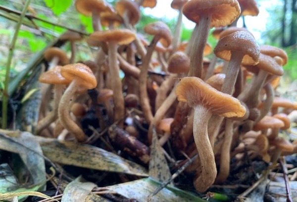 楢茸