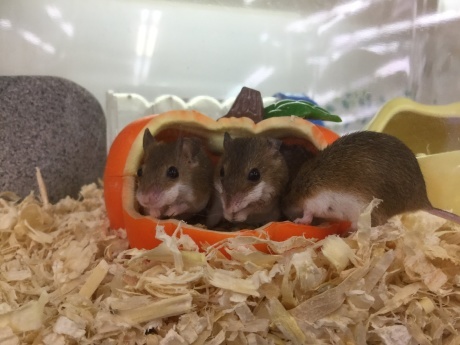 210903 ネズミ・チンチラ・インコ_f0189122_17482293.jpeg