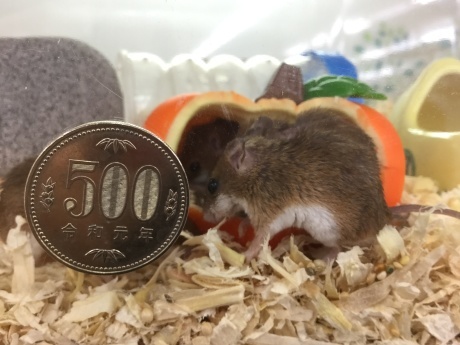 210903 ネズミ・チンチラ・インコ_f0189122_17494023.jpeg