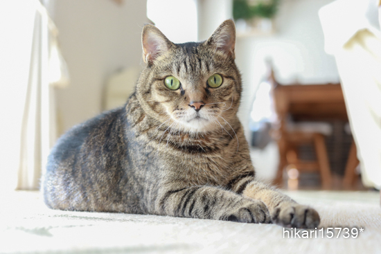 きょうだい猫と仲良し暮らし きょうだい猫と仲良し暮らし