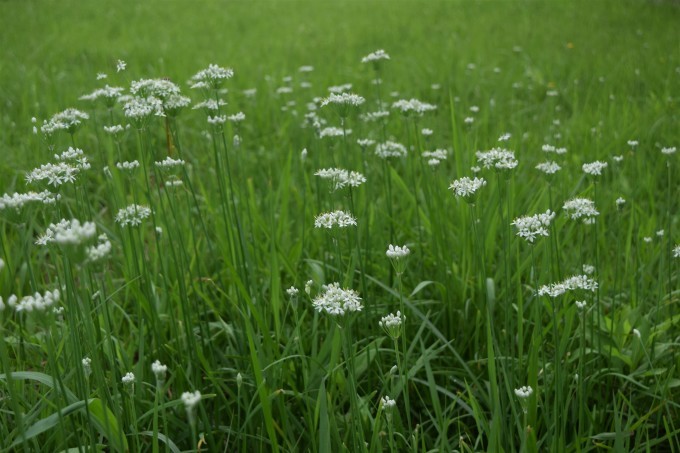 また空地にニラの花が咲く季節になりました ヒバリのつぶやき