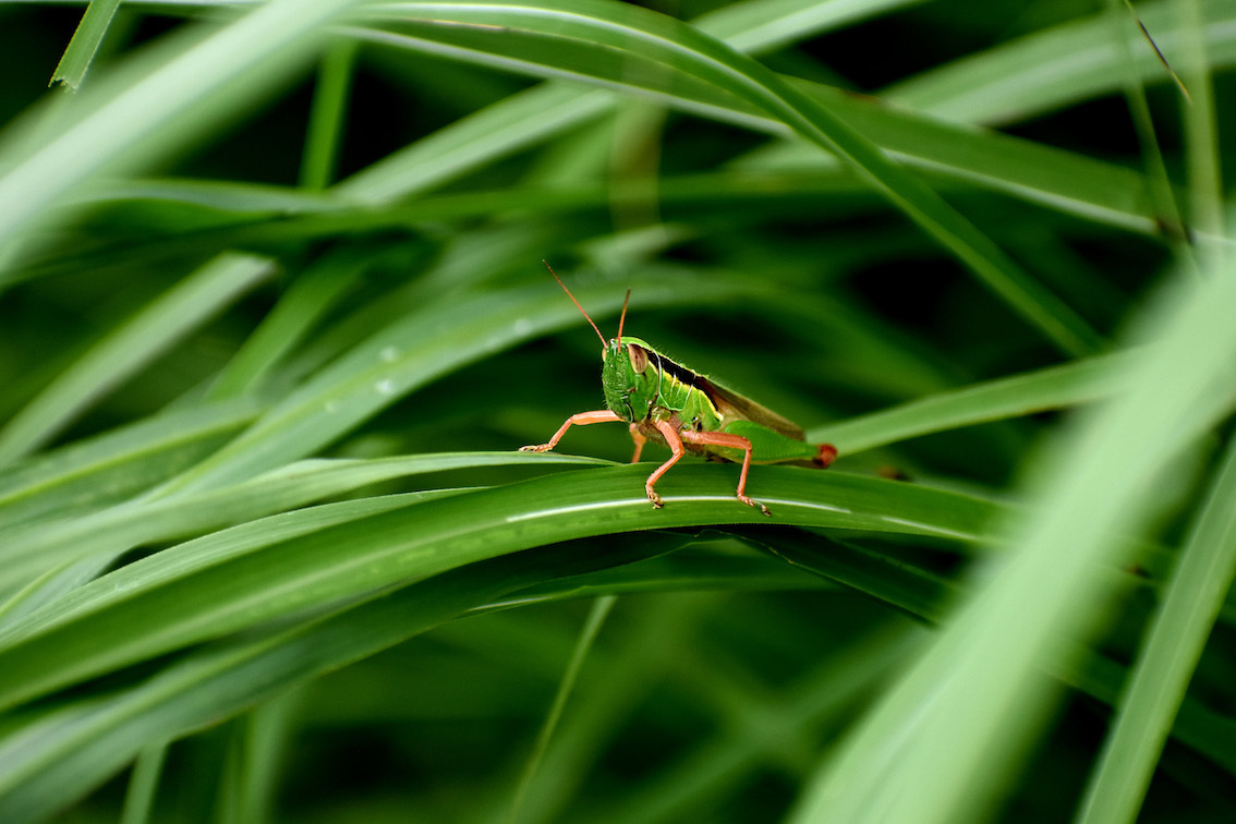9月のバッタ 駄猫と本の部屋 ぶらん亭