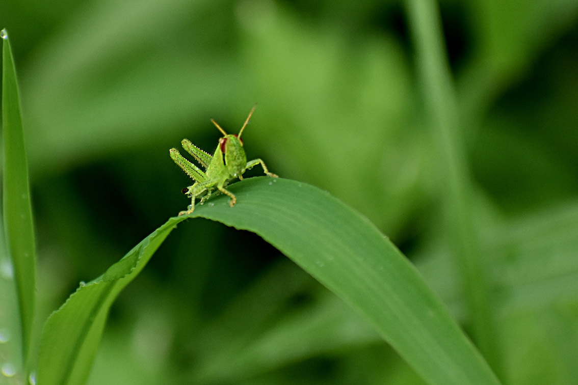 9月のバッタ 駄猫と本の部屋 ぶらん亭