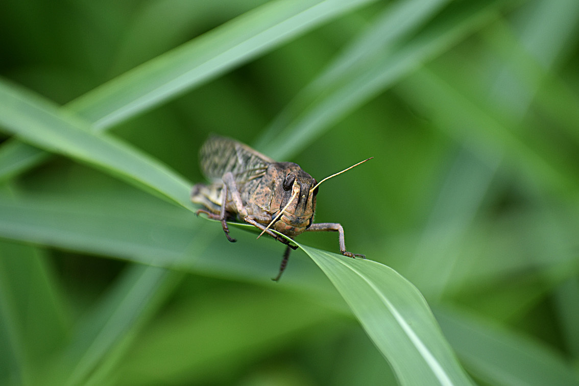 9月のバッタ 駄猫と本の部屋 ぶらん亭