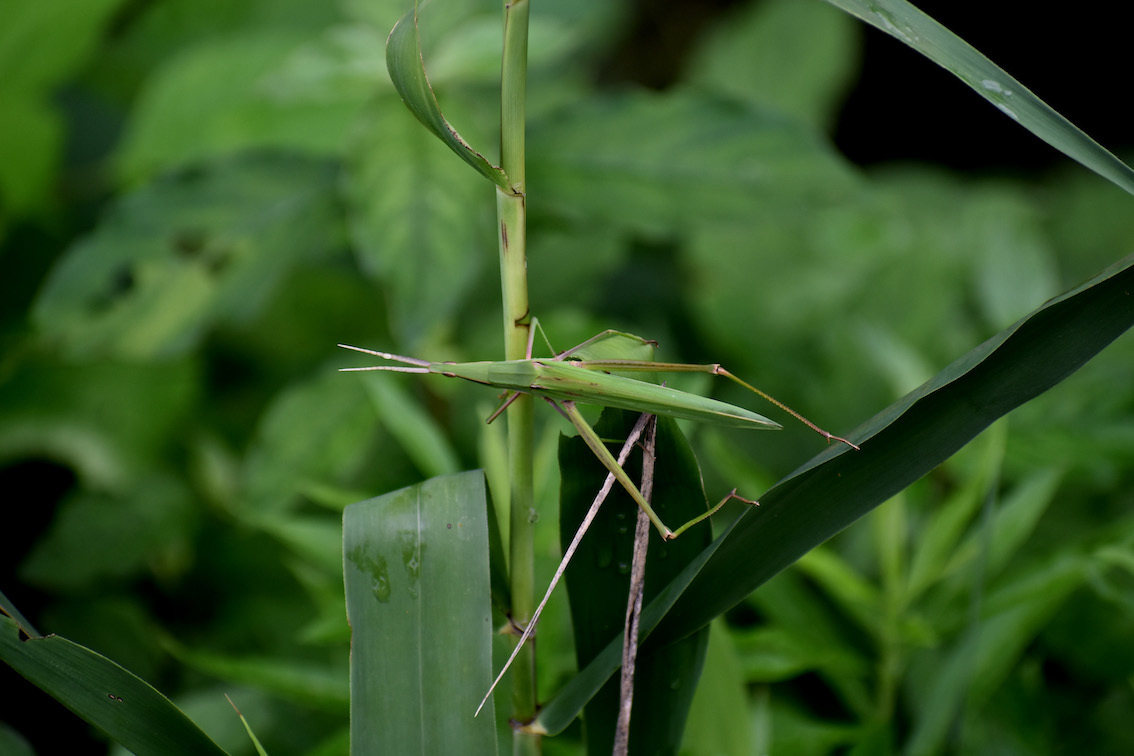 9月のバッタ 駄猫と本の部屋 ぶらん亭