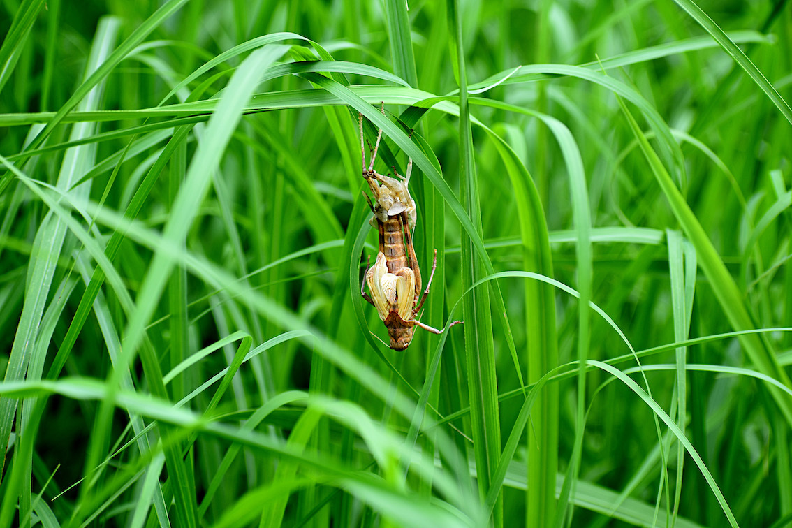 9月のバッタ 駄猫と本の部屋 ぶらん亭