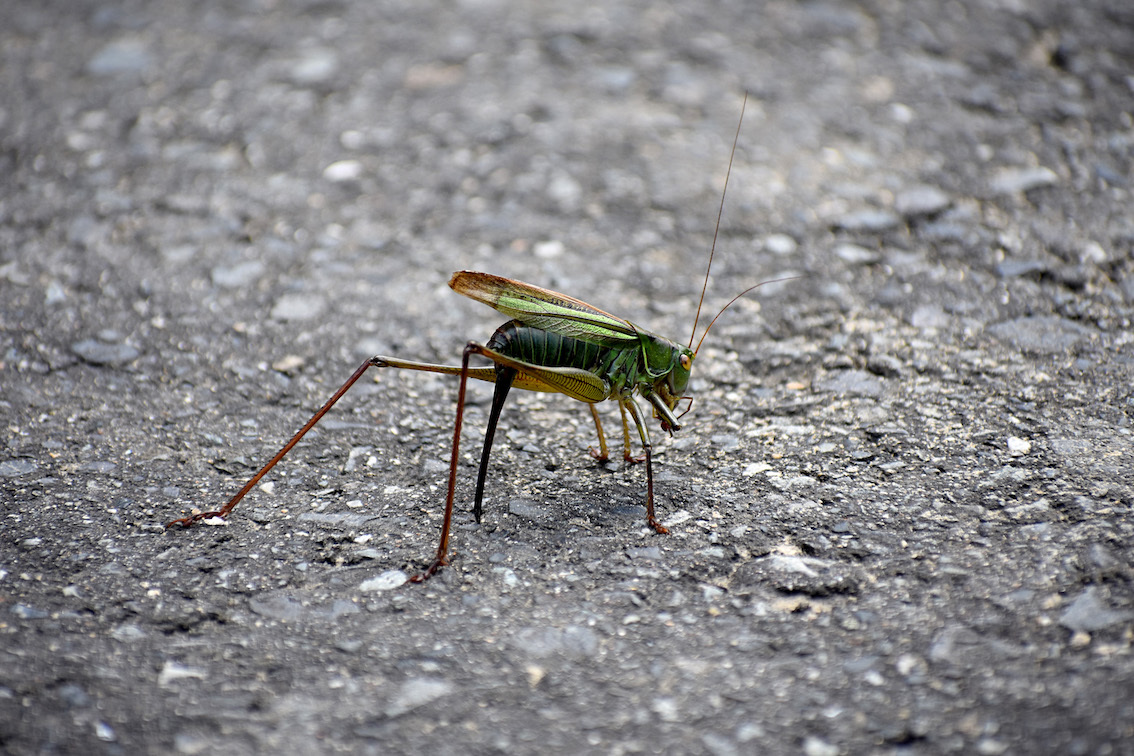 9月のバッタ 駄猫と本の部屋 ぶらん亭