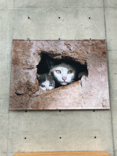 岩合光昭 こねこ展 尾道美術館_f0363168_19044827.png