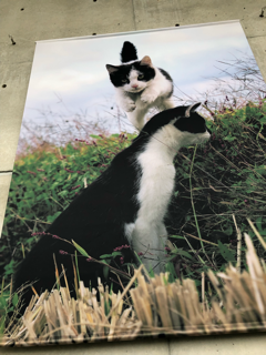 岩合光昭 こねこ展 尾道美術館_f0363168_19050468.png