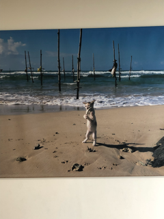 岩合光昭 こねこ展 尾道美術館_f0363168_19052071.png