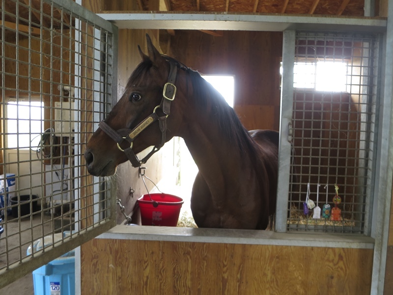 2019年5月ドリームジャーニー見学 : 競馬で楽しい時間を過ごそう