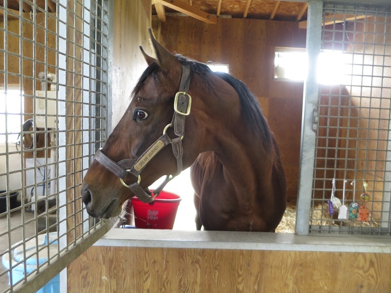 2019年5月ドリームジャーニー見学 : 競馬で楽しい時間を過ごそう