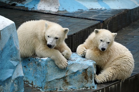 ロシア ノヴォシビルスク動物園のノルジ Nordi とシャイナ Shajna の今後について 中国以外に移動する可能性がある Polarbearology Conjectaneum