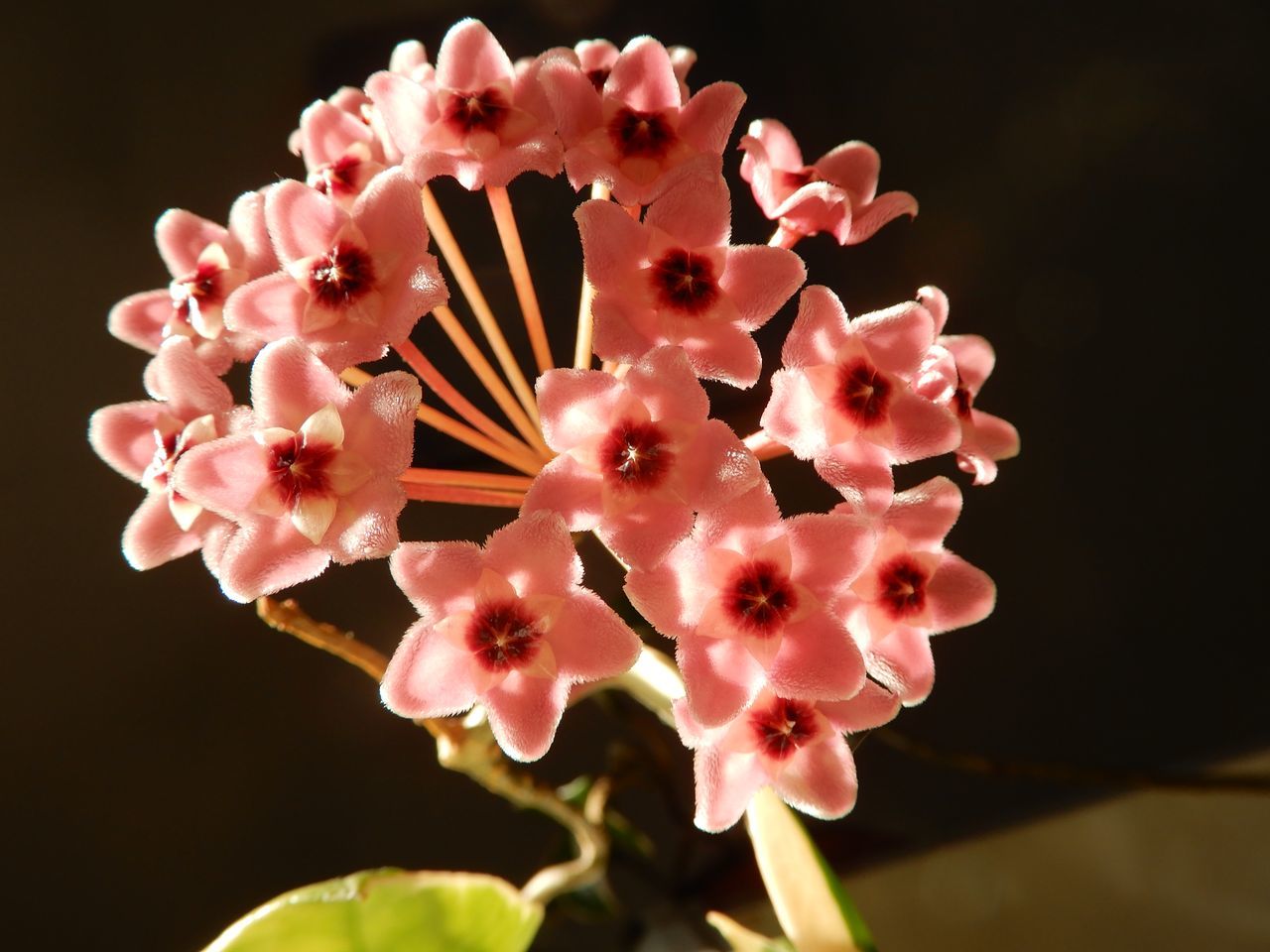 夏の終わりを告げるモエレの花火_c0025115_22312173.jpg