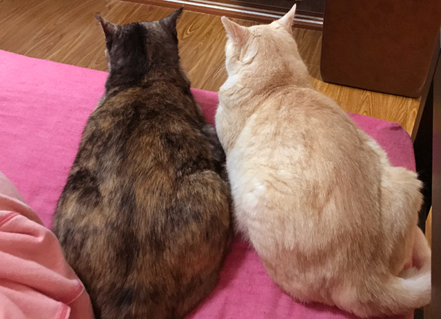 賃貸ネコ暮らし 賃貸住宅でネコを室内飼いする工夫 賃貸ネコ暮らし 賃貸住宅でネコを室内飼いする工夫