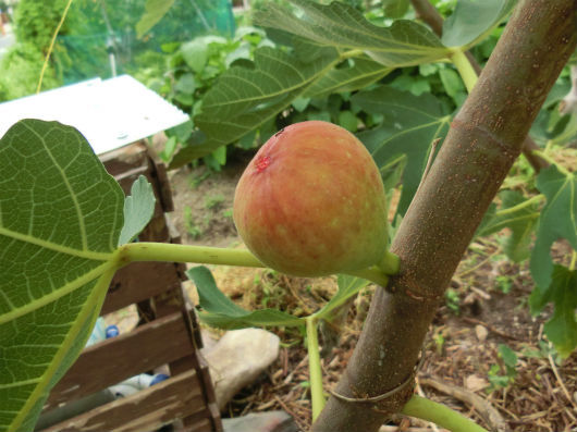 イチジクの花 心はいつも青春