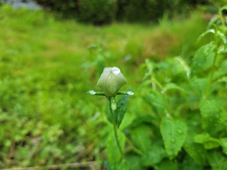 桔梗の蕾 福島県石川町 963 77