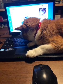 じゃまなんですが・・・・_f0363168_20535054.png