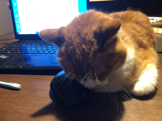 じゃまなんですが・・・・_f0363168_20555821.png