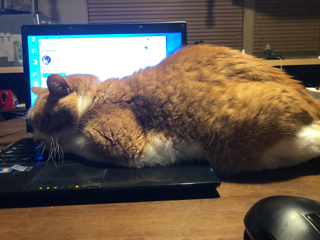 じゃまなんですが・・・・_f0363168_20570777.png