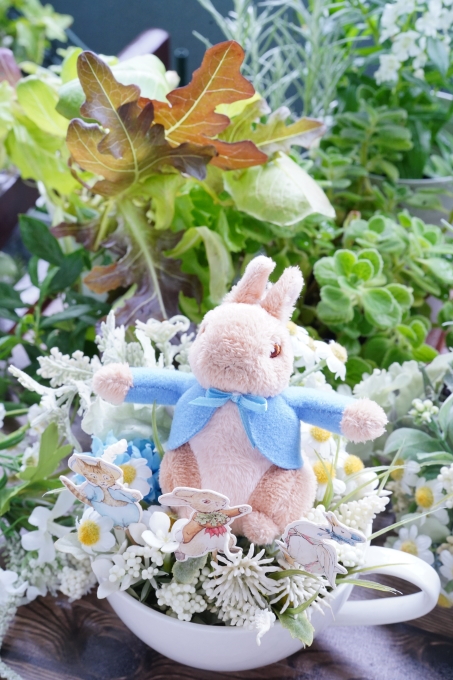 9月4日は ピーターラビット の誕生日 ミンミンゼミ 9月4日は ピーターラビット の誕生日 ミンミンゼミ