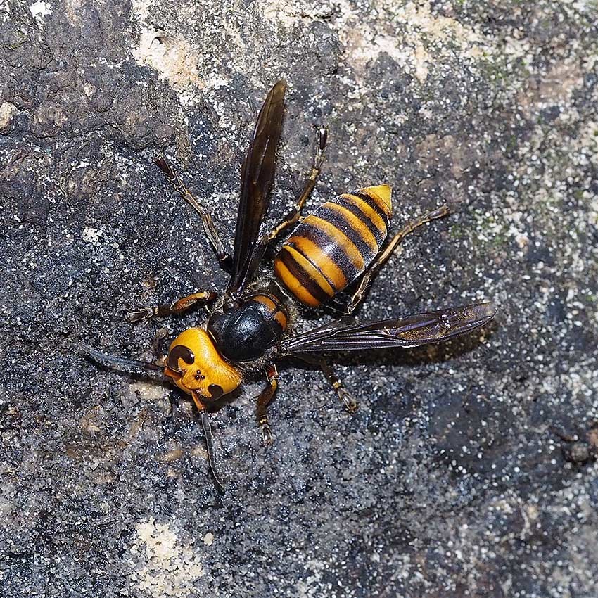 ニホンミツバチとスズメバチ : 自然観察大学ブログ