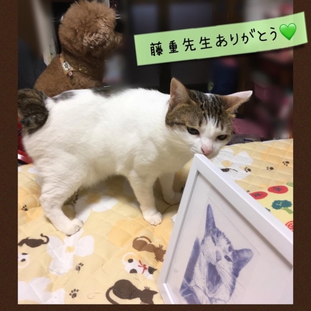 茶太郎くんと茶次郎くん マスク猫_f0375804_18383514.jpg