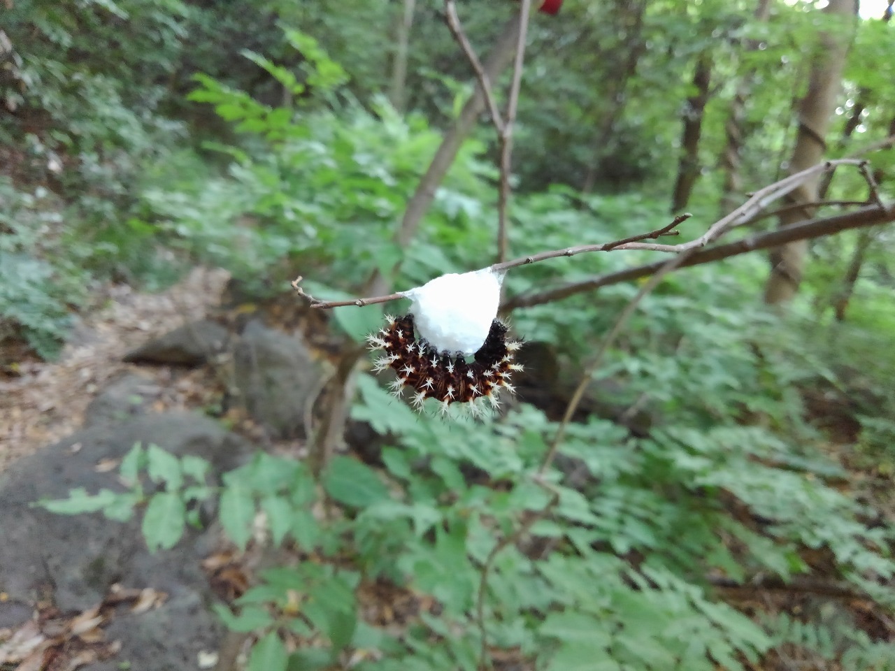 毛虫が何かの虫の巣あるいは卵のうらしきものに取り付いていました 昆虫ブログ むし探検広場 毛虫が何かの虫の巣あるいは卵のうらしきものに取り付いていました 昆虫ブログ むし探検広場