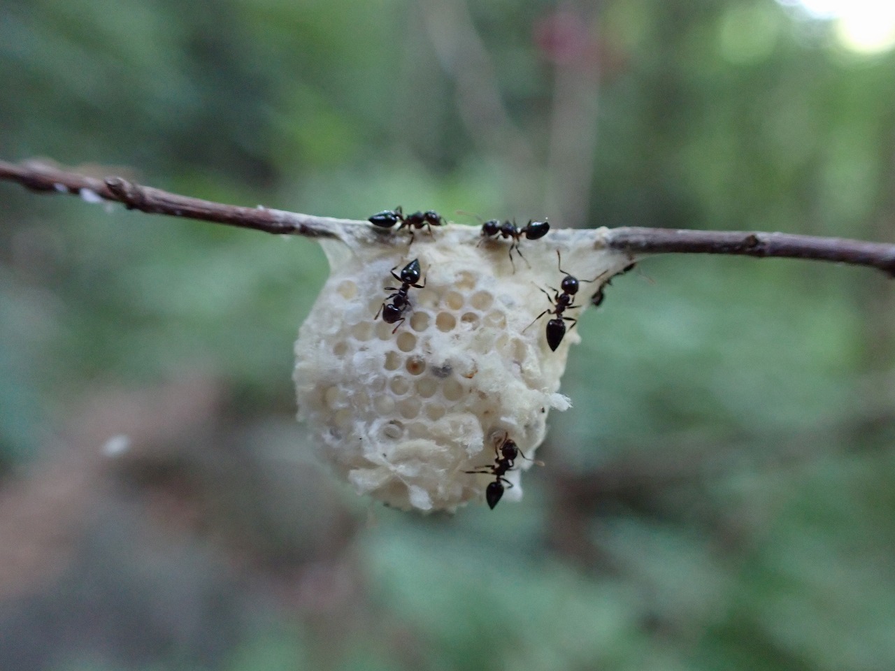 毛虫が何かの虫の巣あるいは卵のうらしきものに取り付いていました 昆虫ブログ むし探検広場