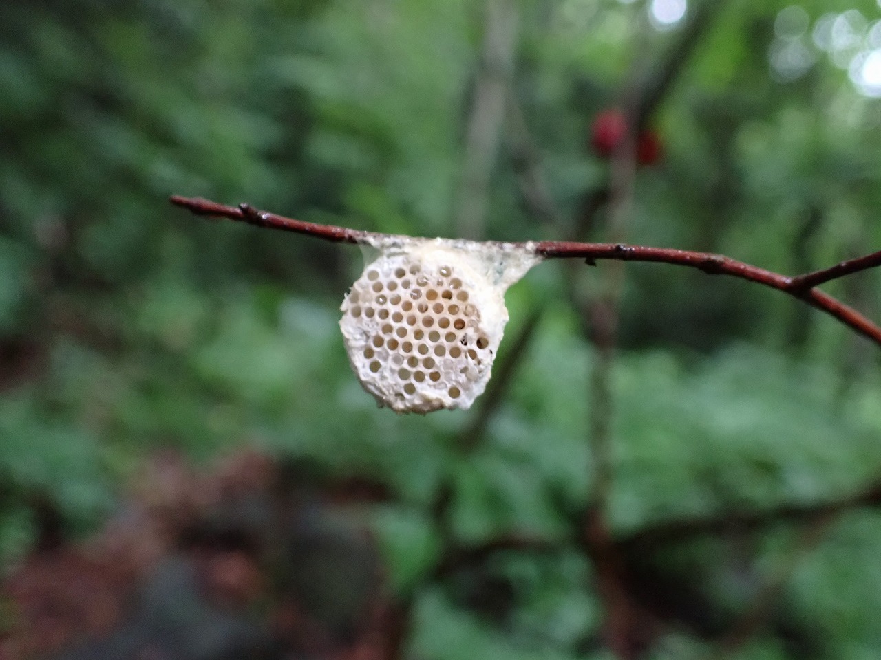 毛虫が何かの虫の巣あるいは卵のうらしきものに取り付いていました 昆虫ブログ むし探検広場 毛虫が何かの虫の巣あるいは卵のうらしきものに取り付いていました 昆虫ブログ むし探検広場