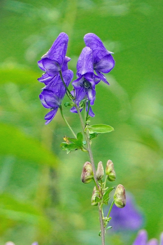 トリカブト 我が家の花たち